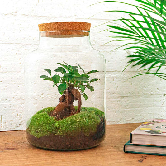 DIY Planten terrarium met licht | Milky Bonsai