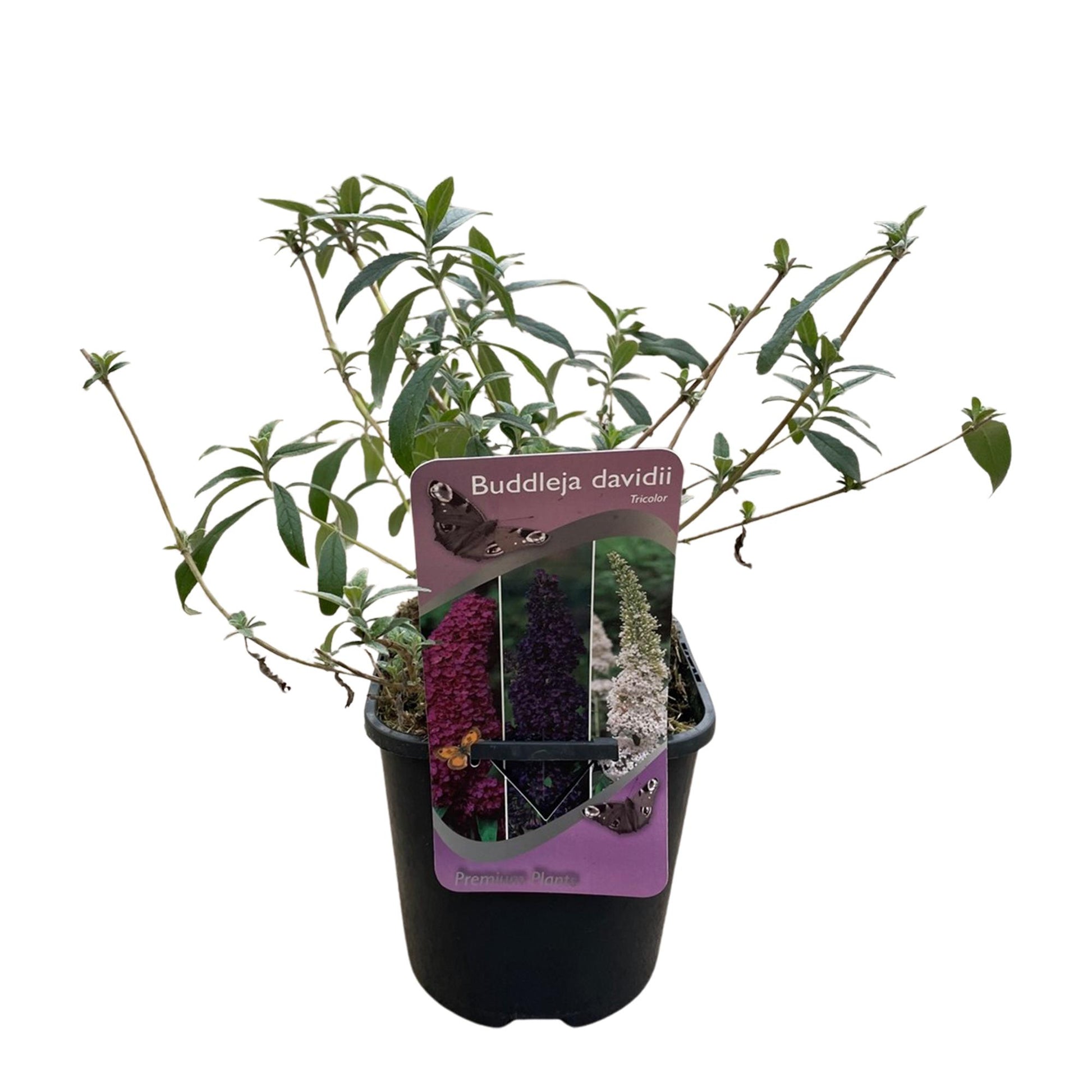 De Buddleja Davidii Tricolor is een van de kleinste soorten van de vlinderstruikfamilie. Deze struik groeit maximaal tot een hoogte van 150 centimeter. De plant bloeit met roze, paarse en witte pluimen en trekken in de zomer veel vlinders en bijen aan. Een zonnige plek in de tuin bevordert het vlinderbezoek nog meer.
