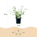 3 x Buddleja davidii Tricolour | Vlinderstruik | Winterhard