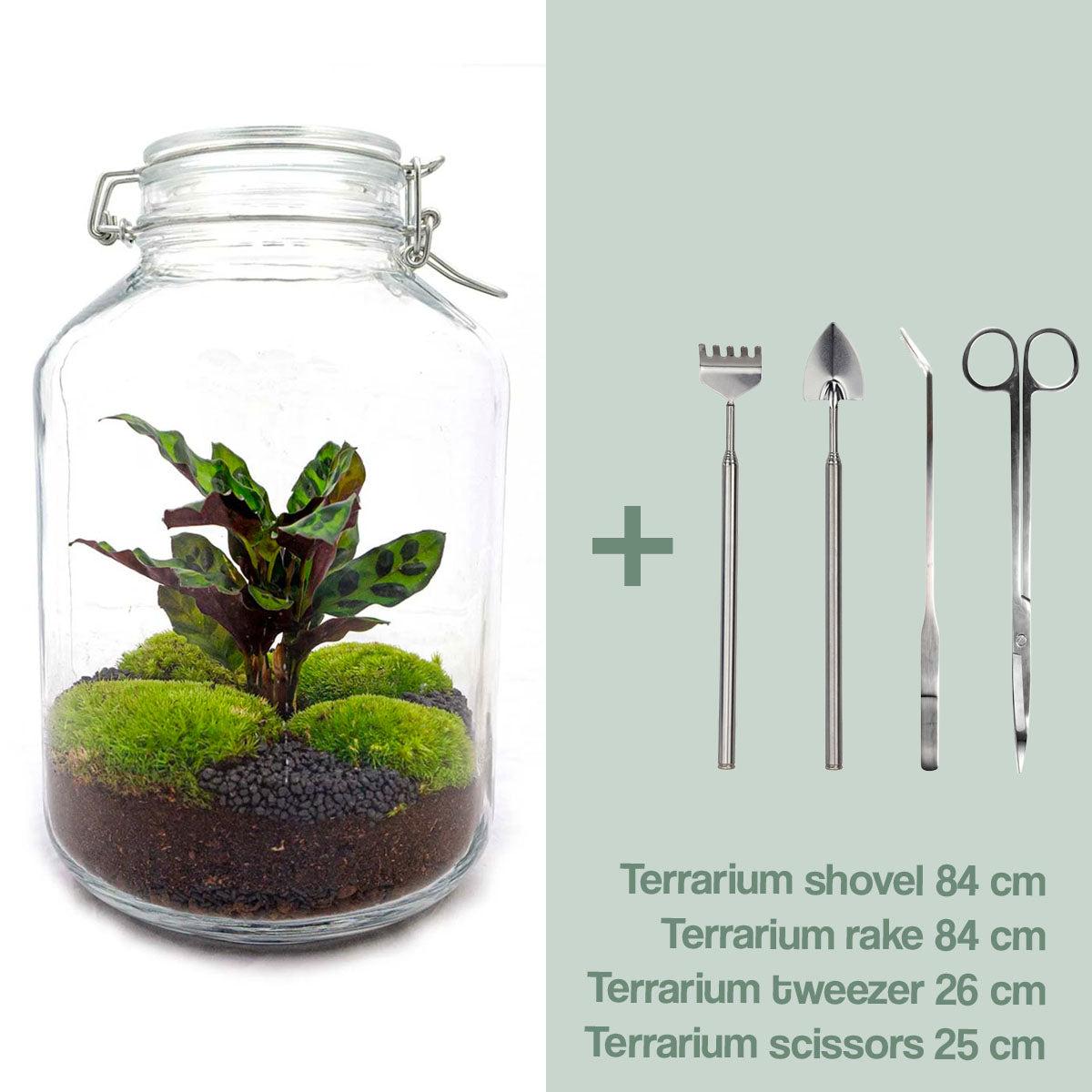 DIY Terrarium Jar Calathea – Do-It-Yourself