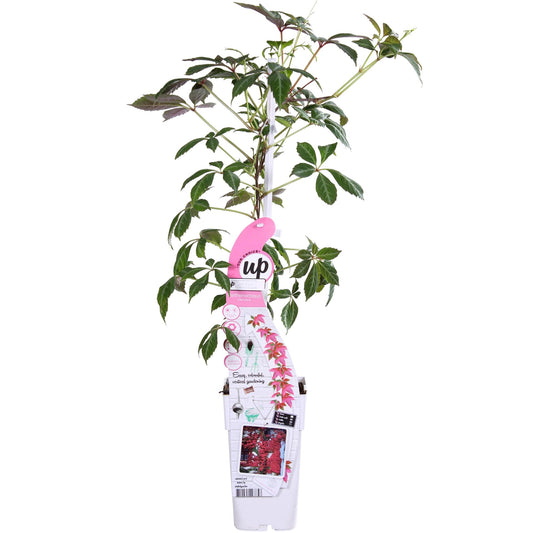Parthenocissus henryana - Chinese Wild Vine - Ø15cm - ↕65cm