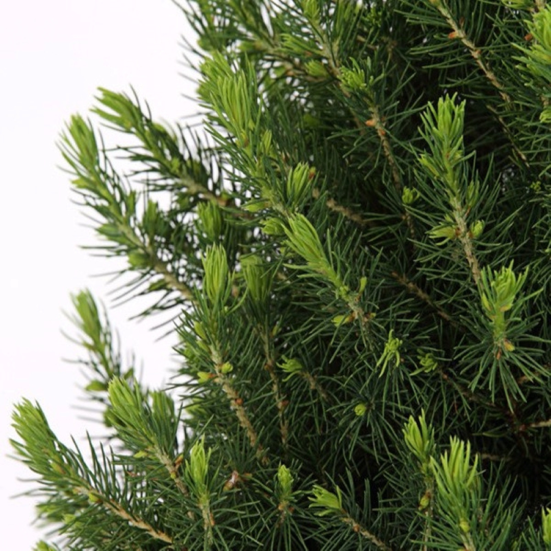 Kleine Kerstboom in Kerstmis sierpot | Picea Glauca Conica