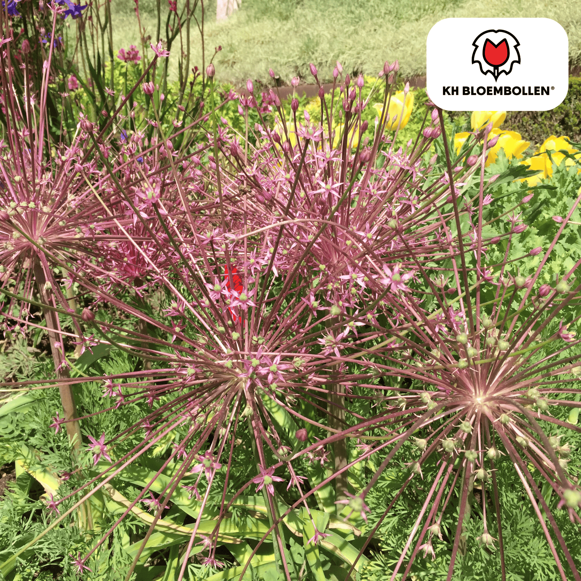 Allium schubertii – sierui met explosievormige bloemen tot 30 cm groot, 5 bloembollen, geschikt als droogbloem