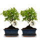 2 x Bonsai miniatuurboom bolvormige kruin in keramische schaal | kamerplant