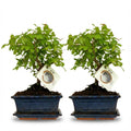2 xBonsai miniatuurboom bolvormige kruin in keramische schaal