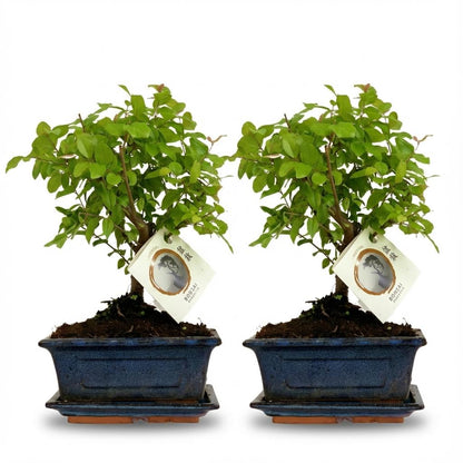2 xBonsai miniatuurboom bolvormige kruin in keramische schaal