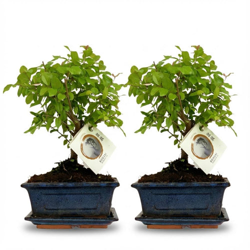 2 xBonsai miniatuurboom bolvormige kruin in keramische schaal