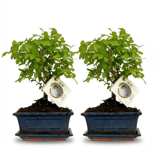 2 xBonsai miniatuurboom bolvormige kruin in keramische schaal