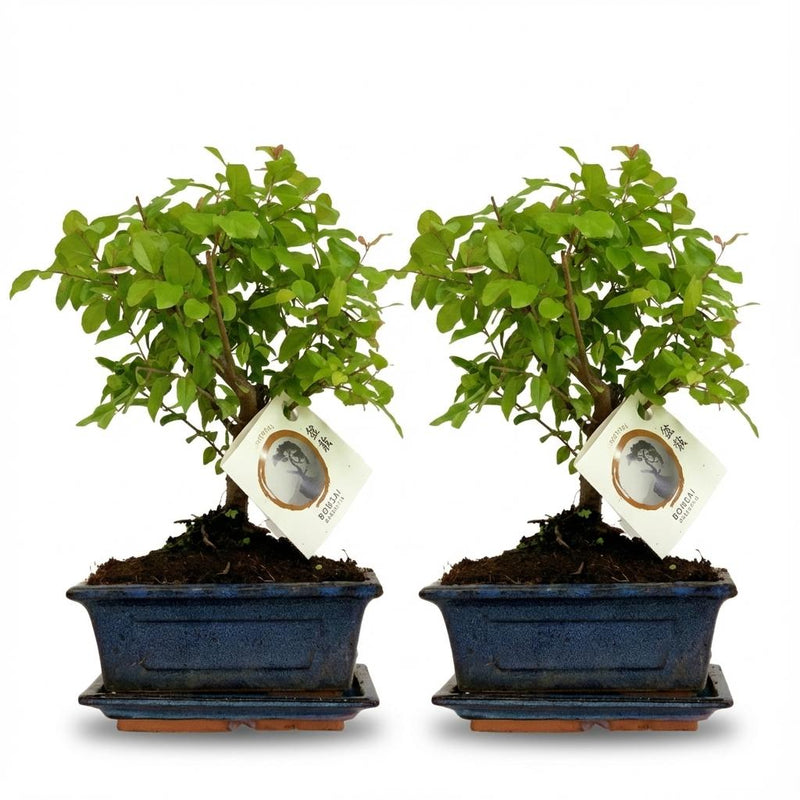 2 xBonsai miniatuurboom bolvormige kruin in keramische schaal
