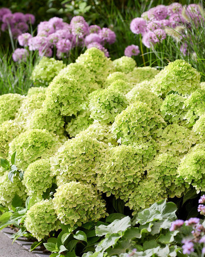 4x Hydrangea Panniculata Groundbreaker Greeny | Winterhard en Prachtig | Pluimhortensia