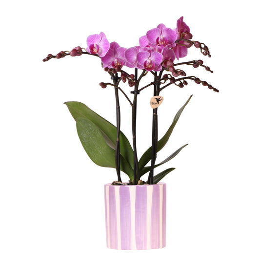 Paarse Phalaenopsis orchidee 'Vienna' met 2 à 3 bloemtakken in lila Painted Stripe keramieken pot met streeppatroon, op tafel bij daglicht – sierlijke bloeiende kamerplant in moderne stijl.