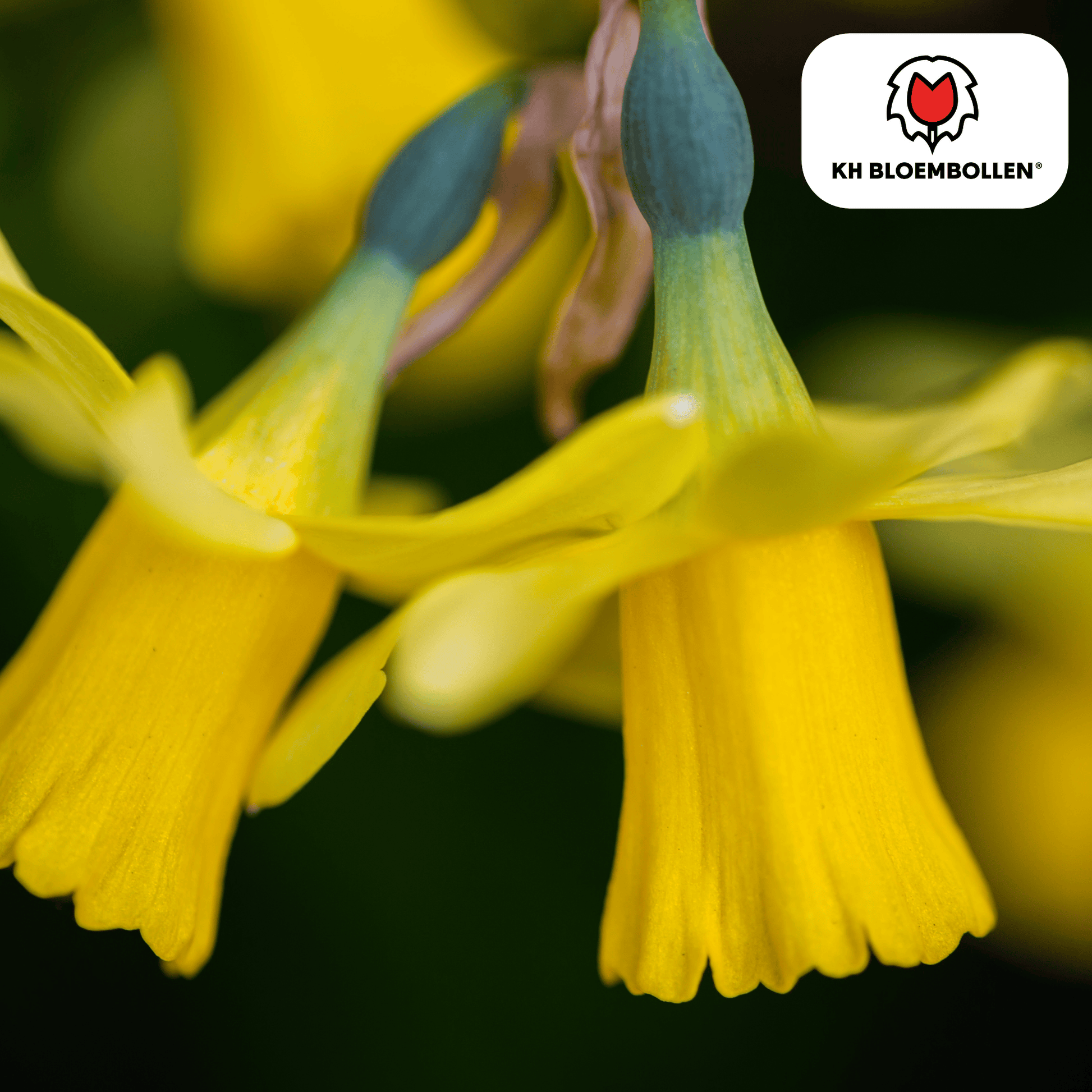 Narcis Tête à Tête – 25 bloembollen mini-narcissen met heldergele bloemen – vroege voorjaarsbloeier voor tuin, balkon of potten.