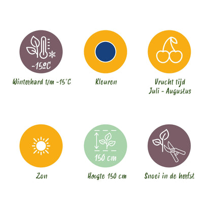 3 x Fruitplanten Blauwe Bes Vaccinium corymbossum Bluegold | Bio fruit