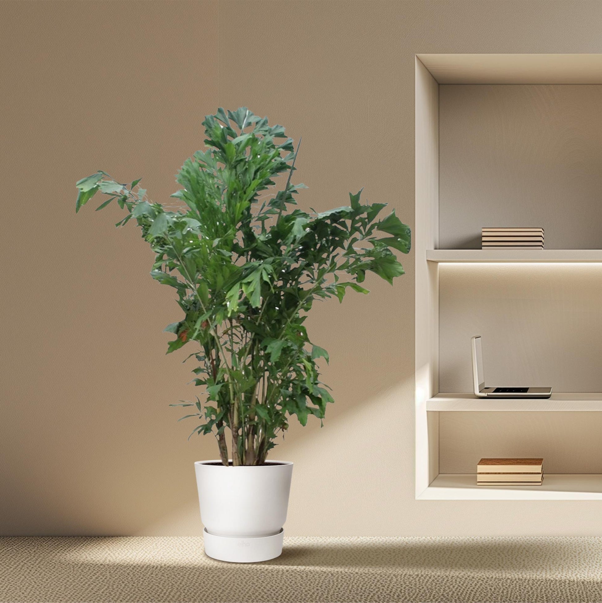 Caryota Mitis palm 220 cm in pot ø45 – grote tropische kamerplant met unieke varkensstaart bladeren