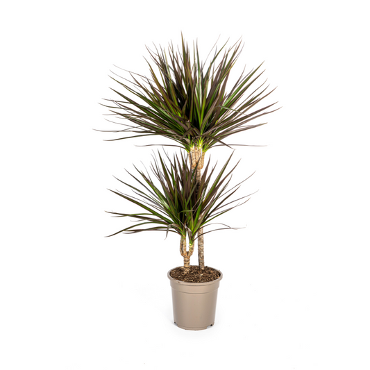 Dracaena Marginata Magenta – Luchtzuiverende Kamerplant