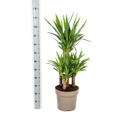 Yucca Elephantipes – kamerplant met stevige stelen en lange donkergroene zwaardvormige bladeren – hoogte 90–110cm