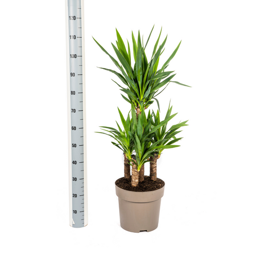Yucca Elephantipes – kamerplant met stevige stelen en lange donkergroene zwaardvormige bladeren – hoogte 90–110cm