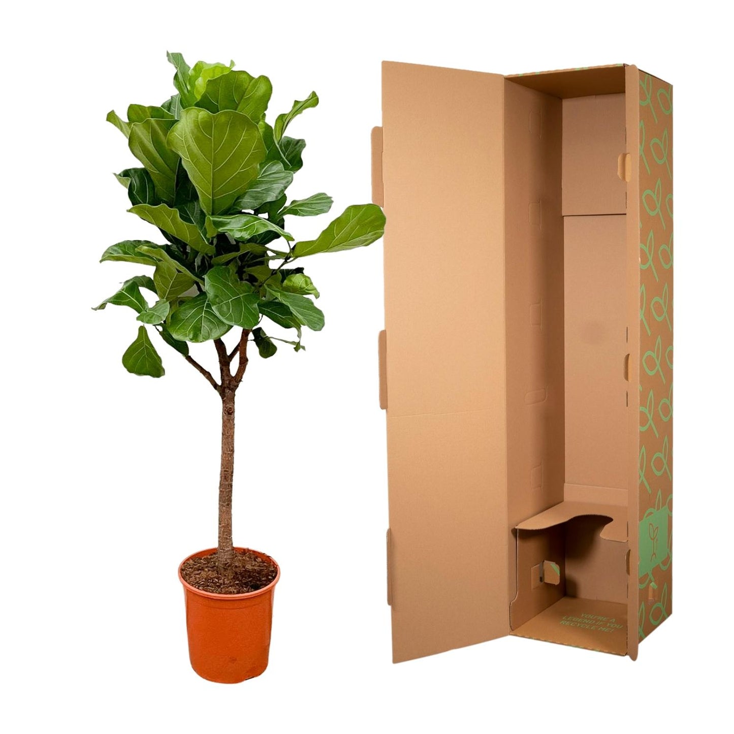 Ficus Lyrata boom - 170cm - ⌀30