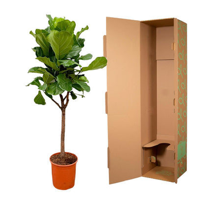 Ficus Lyrata boom - 170cm - ⌀30