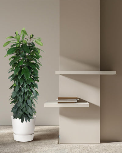 Ficus Cyatistipula zuil | Mega Kamerplant