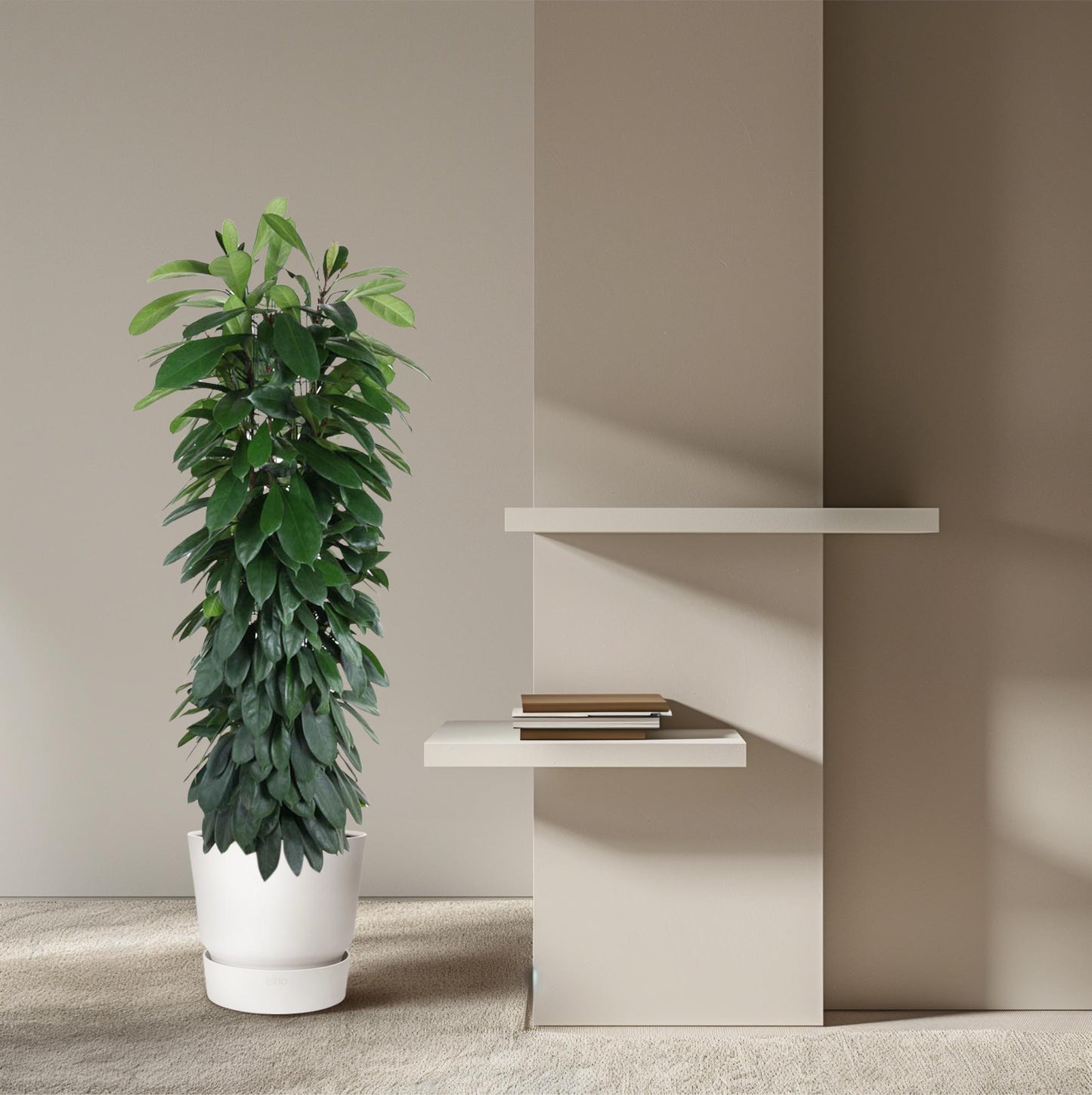 Ficus Cyatistipula zuil | Mega Kamerplant