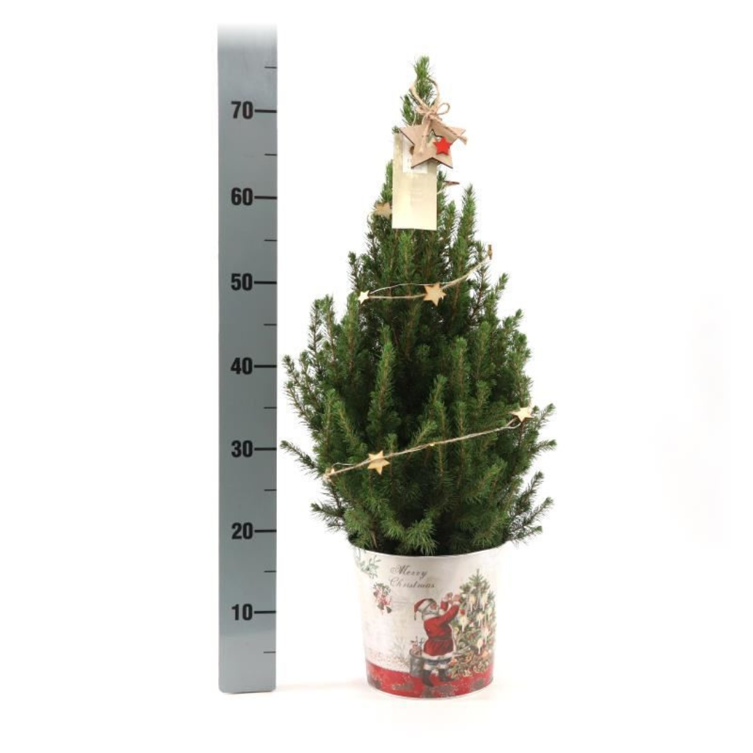Kleine kerstboom Picea Glauca Conica van 70 cm in sierpot met verlichting ideaal als compacte levende kerstboom voor binnen of buiten