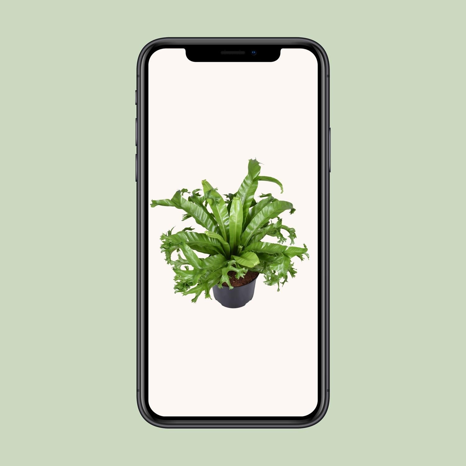 Asplenium Nidus Crissie, ook bekend als Vogelnestvaren, met weelderig groene, glanzende bladeren, ideaal als tropische kamerplant voor in huis of kantoor, luchtzuiverend en onderhoudsvriendelijk.”