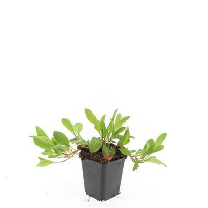 Persicaria aff. 'Darjeeling Red' - Tuinplant