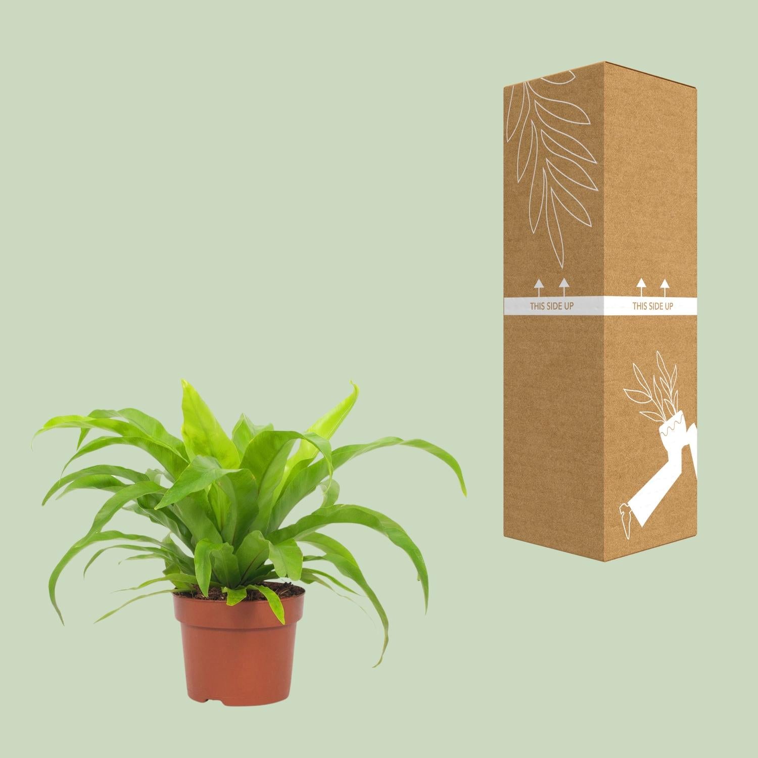 Asplenium Antiquum – Streepvaren met golvende groene bladeren in Ø12cm pot, luchtzuiverende en onderhoudsvriendelijke kamerplant – Plant To Day