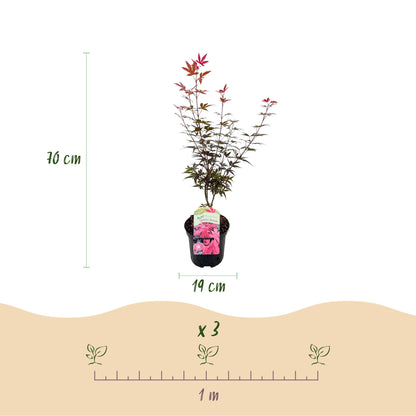 Japanischer Ahorn - Acer palmatum Skeetsers Broom - Lila - 2 Pflanzen