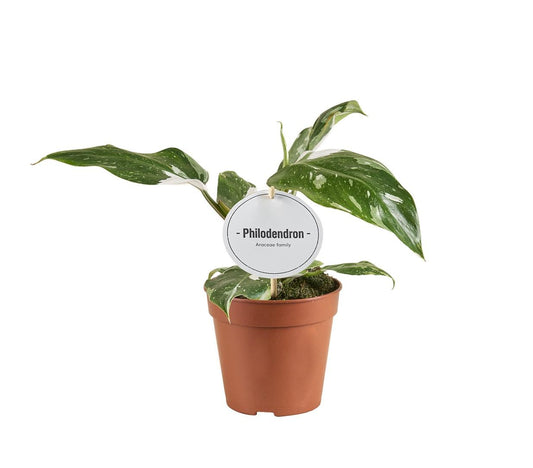 Philodendron White Princess B Grade kamerplant in Ø12cm pot met groen-witte bladeren, hoogte ca. 30cm, tropische interieurplant