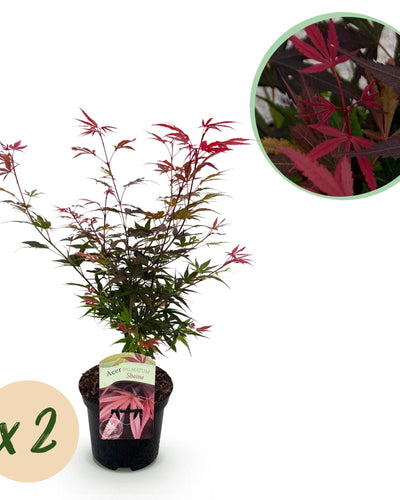 Acer palmatum ‘Shaina’ – Compacte Japanse Esdoorn