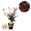 2x Acer palmatum Shaina | Outdoor plant | Japanese maple