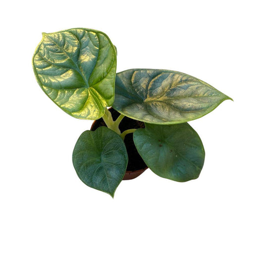 Alocasia Silver Dragon in pot van Ø6cm met indrukwekkende zilverachtige bladeren, perfecte kamerplant voor elke interieur. Nu bij Planttoday.