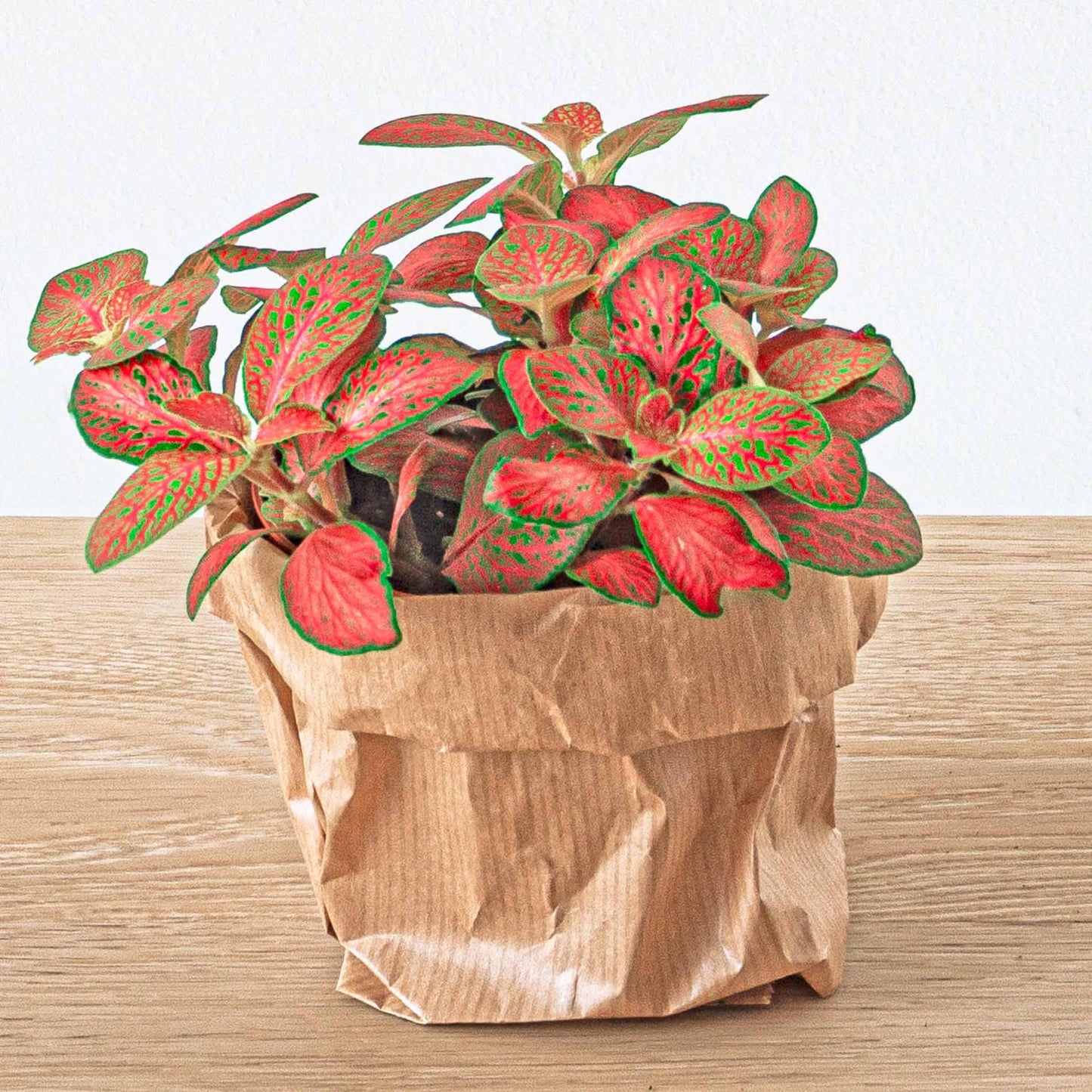 DIY Planten Terrarium Pakket – 5 Planten – Navulling & Startset – Maat L/XL – Met Mossen, Grond & Handleiding