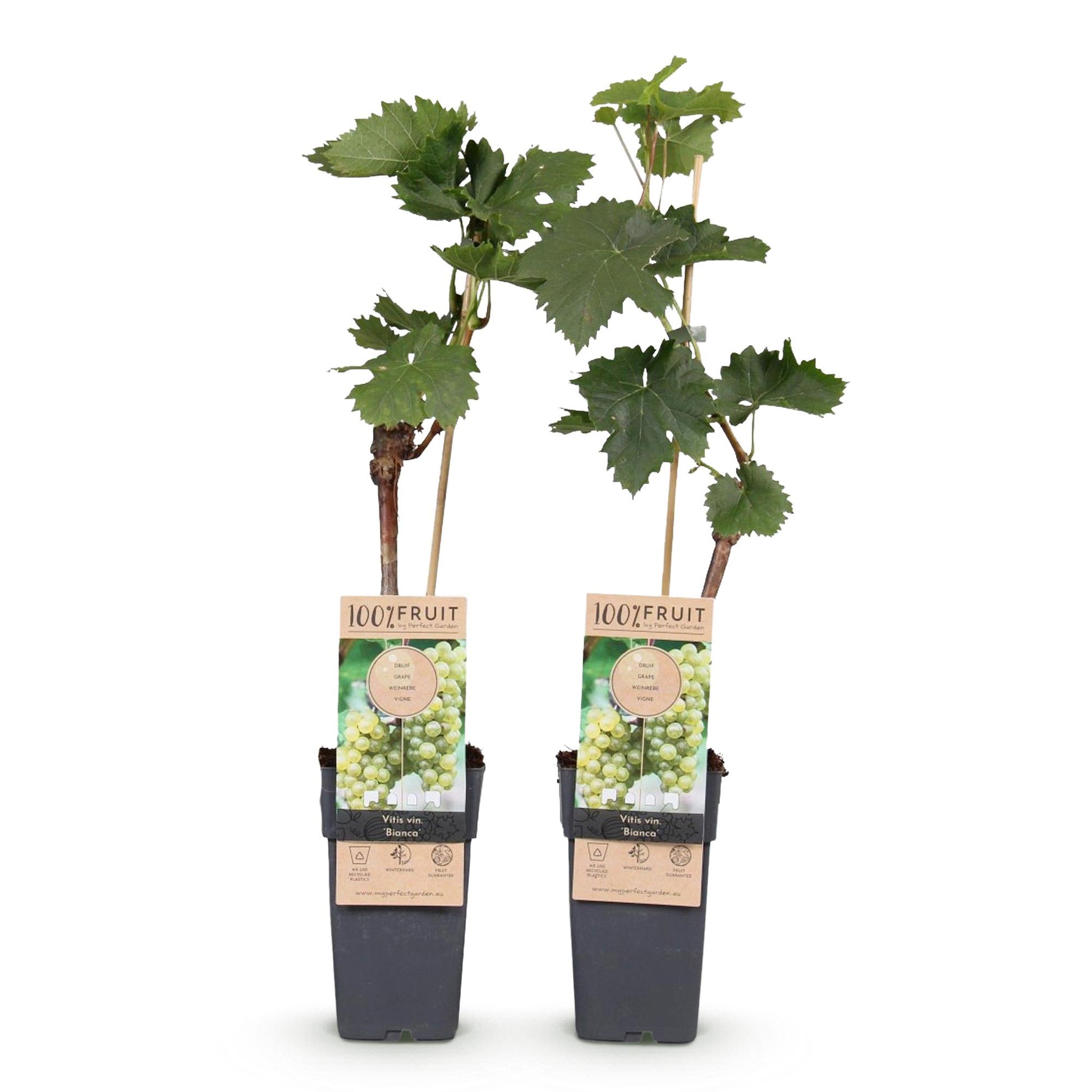 Vitis vinifera ‘Bianca’ – witte druivenplant, set van 2 planten in pot Ø15cm, hoogte circa 50cm, met zoete witte druiven."