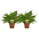 2x Blechnum 'Silver Lady' | Kamerplant | Varen