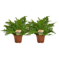 2x Blechnum 'Silver Lady' | Kamerplant | Varen - Planttoday
