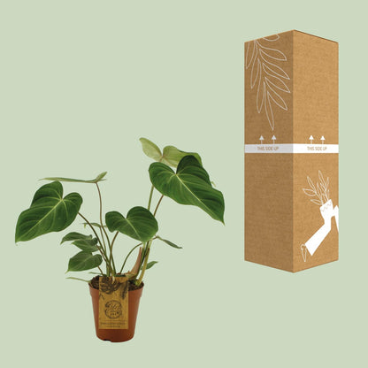 Philodendron Gloriosum in pot Ø15cm – hartvormige fluwelen bladeren