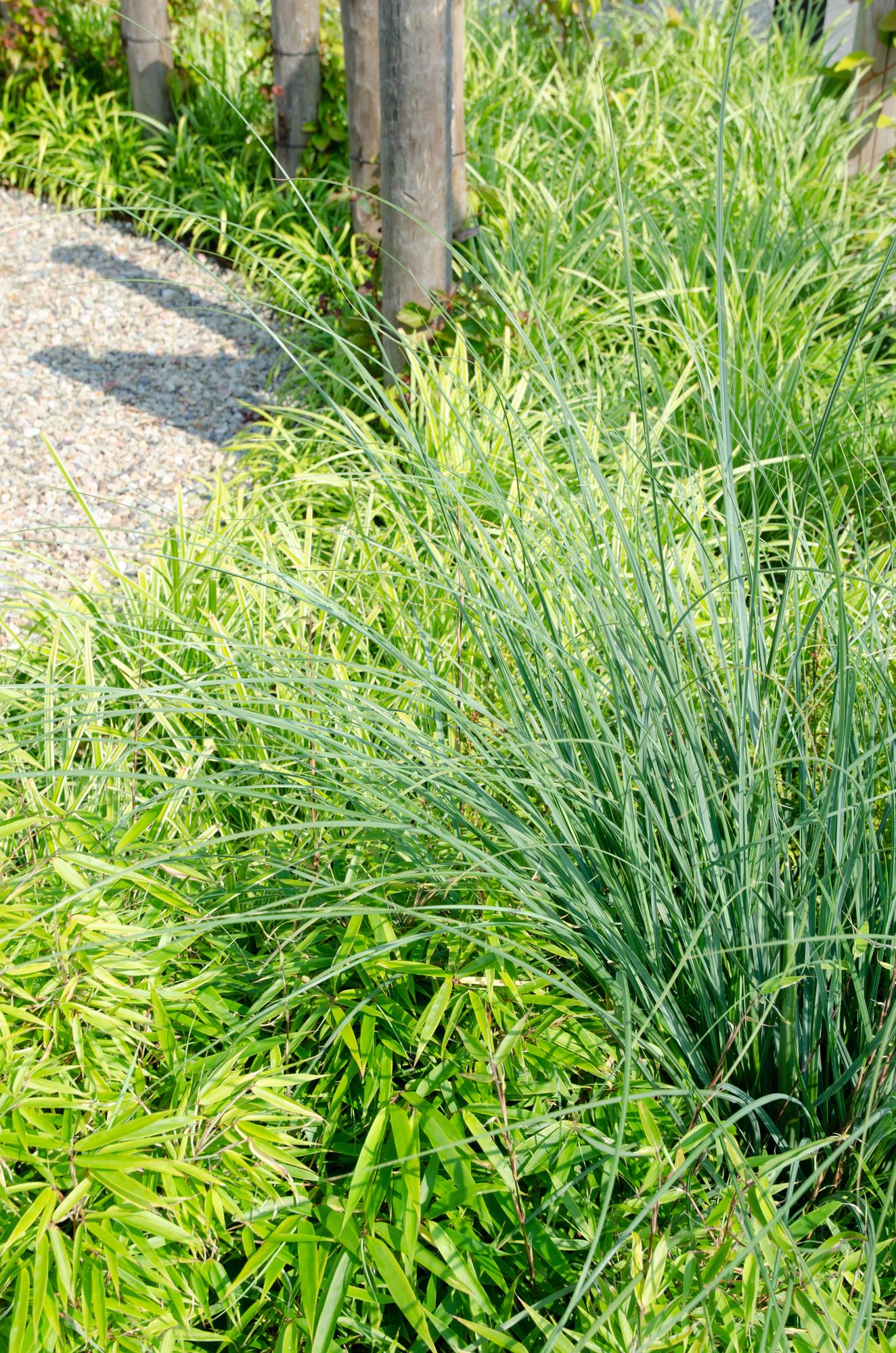Niet-woekerende bamboe met lichtgroen blad voor tuin en terras