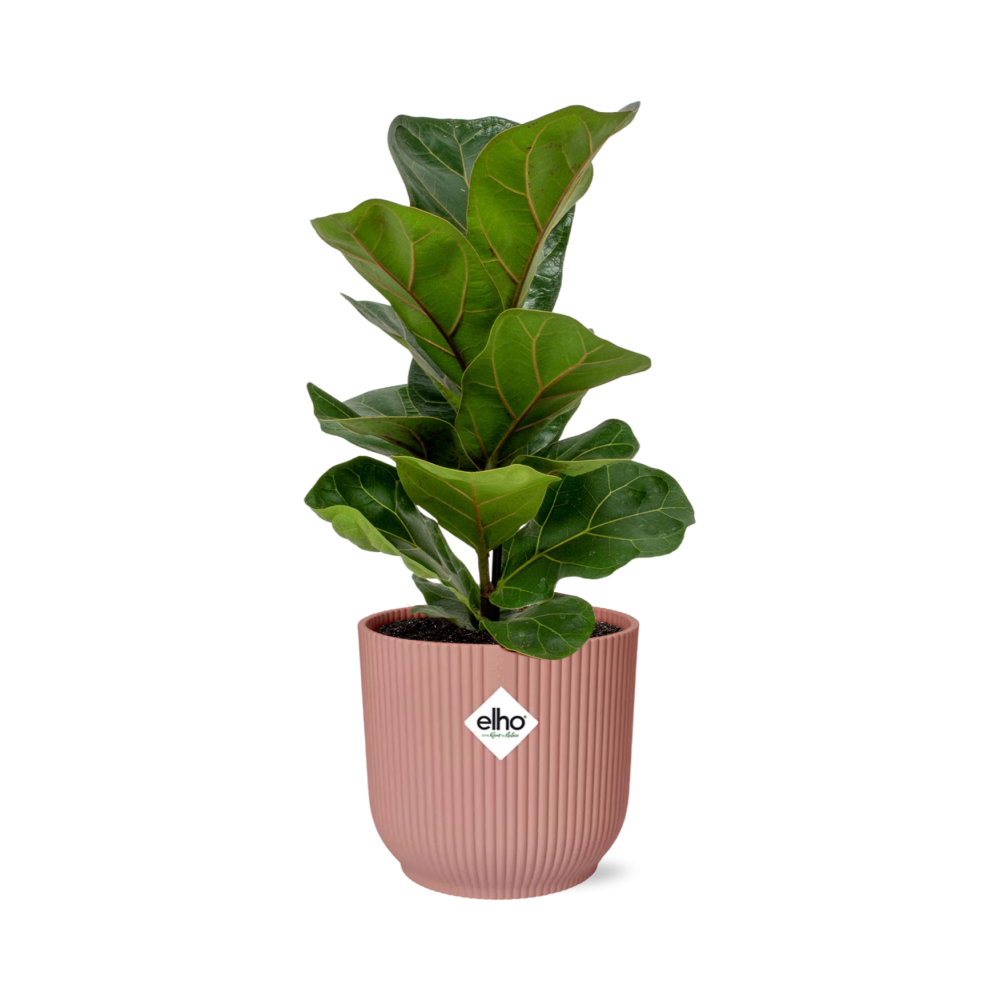 Ficus Lyrata Bambino met glanzende groene bladeren in roze ELHO Vibes Fold sierpot – potmaat Ø14 cm
