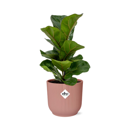 Ficus Lyrata Bambino met glanzende groene bladeren in roze ELHO Vibes Fold sierpot – potmaat Ø14 cm
