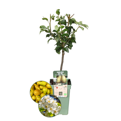 Biologische Perenboom Pyrus communis van 60 cm hoog in pot Ø 20 cm – compacte fruitboom met groene bladeren en zoete peren, geschikt voor tuin of balkon.