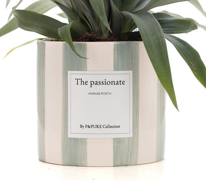 Ananas Rosita Gift | "The Passionate" | WITH GREETING CARD!