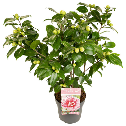 Groenblijvende camellia met roze bloemen voor tuin en terras