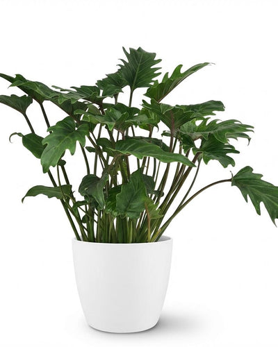 Philodendron | Xanadu  Groen | met sierpot Wit