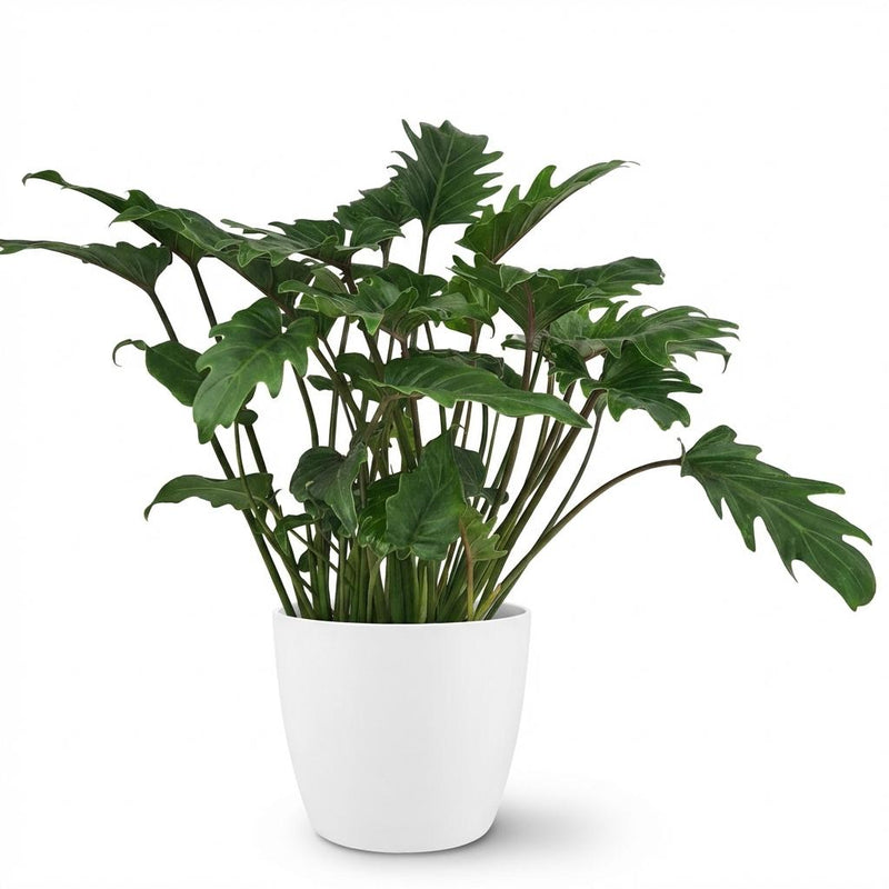 Philodendron | Xanadu  Groen | met sierpot Wit