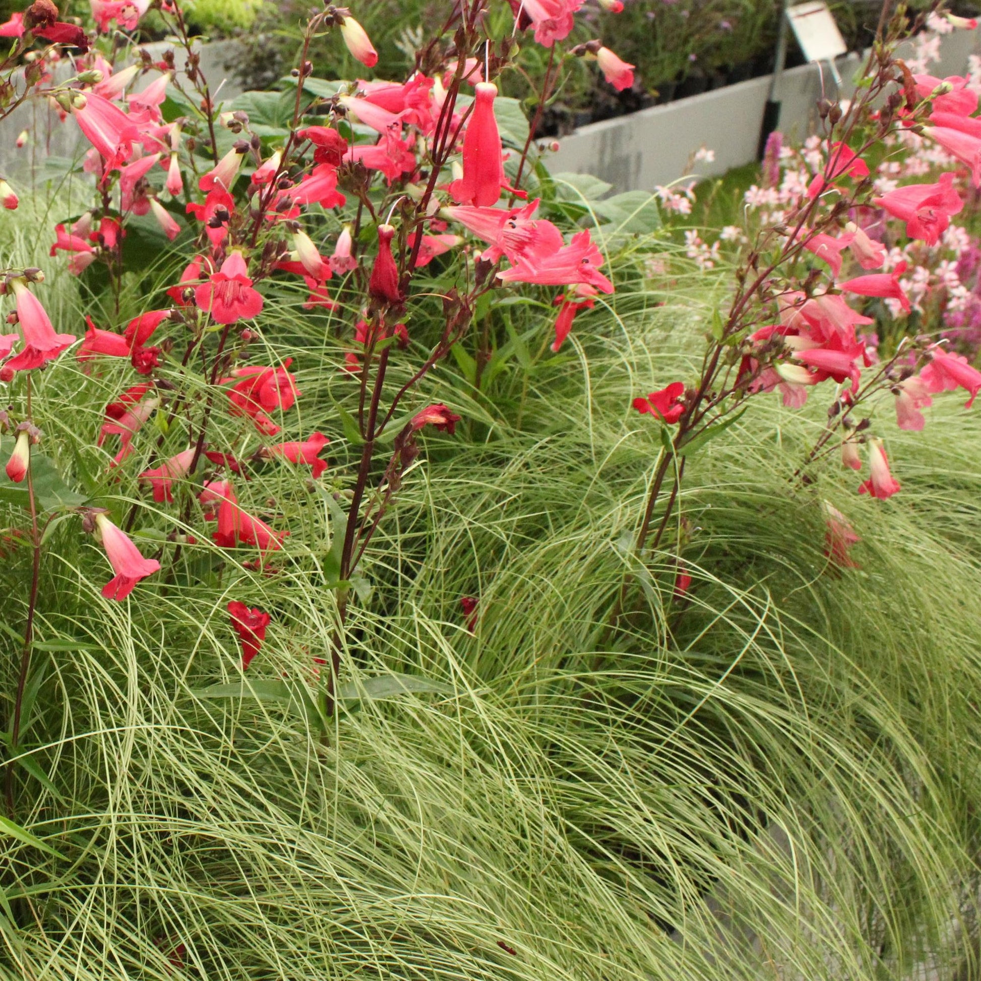 Moderne tuin met Carex comans Frosted Curls – elegant en onderhoudsvriendelijk