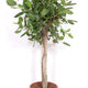 Ficus Benghalensis tree de luxe | Houseplant