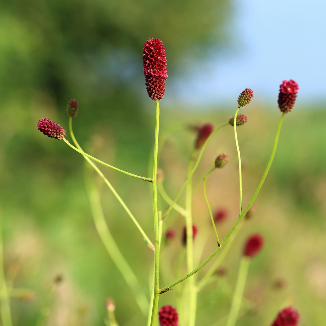 Vaste tuinplant met donkerrode bloemaren voor natuurlijke borders